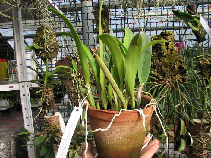 Potinara Shin Shang Diamond 'Taiyoung #1'.jpg