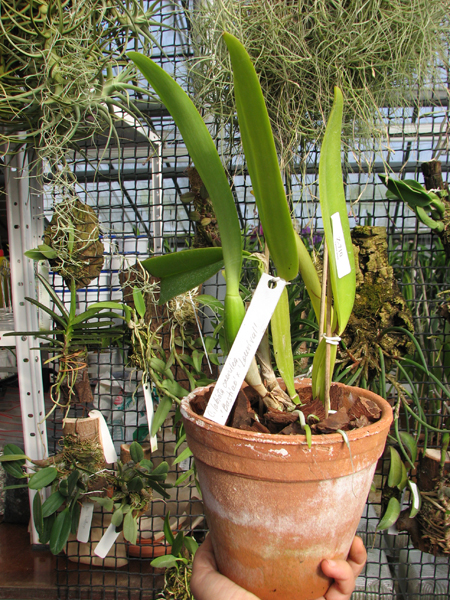 Cattleya labiata coerulea 'Bastiao' x Cattleya labiata coerulea 'Lourival'.jpg