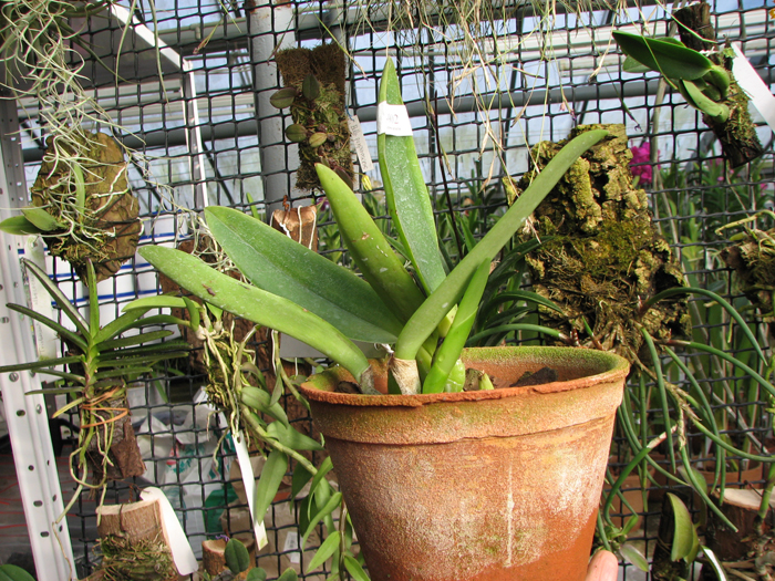 Cattleya labiata coerulescens 'Da Norma Dreher' x self.jpg
