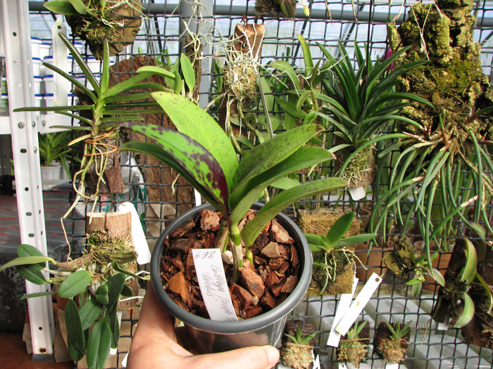 Cattleya Jungle Eyes 'ORCHIS'.jpg