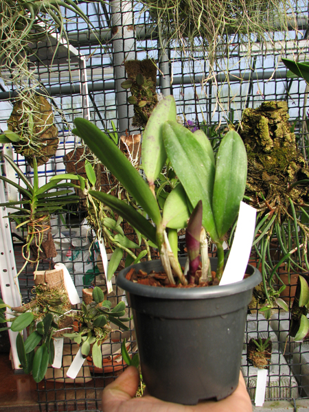 Cattleya Hsinying Cognac 'Thai Spots'.jpg