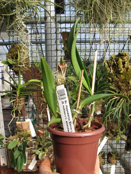 Brassocattleya Hippodamia 'Kelvin Lucky' (Brassavola nodosa x Cattleya aclandiae).jpg