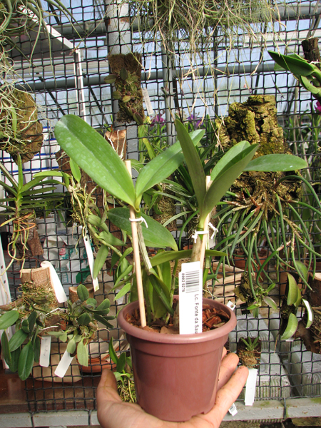 Laeliocattleya Fonte da Saudade.jpg