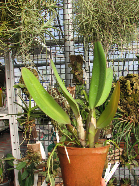 Cattleya labiata rubra 'Schuller' x Cattleya labiata rubra 'Deize'.jpg