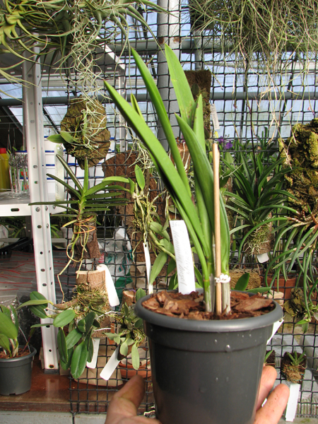 Brassocattleya Humming Angel.jpg