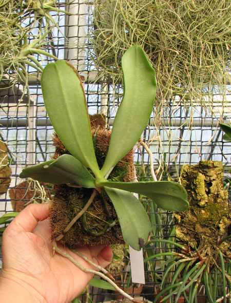 Aerangis articulata.jpg