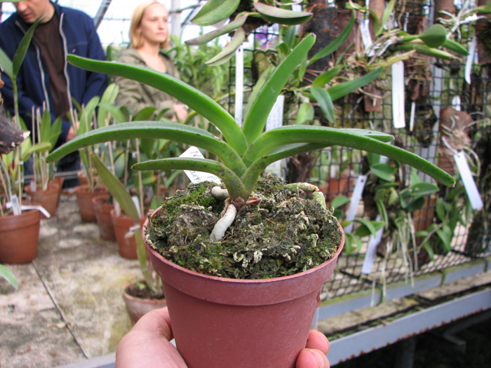 Neostylis Pinky 'Starry Night'.jpg