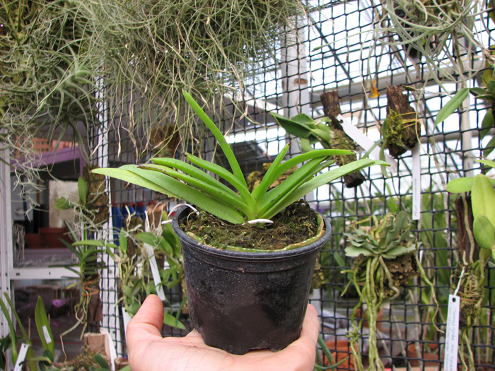 Neostylis Lou Sneary 'Taka'.jpg