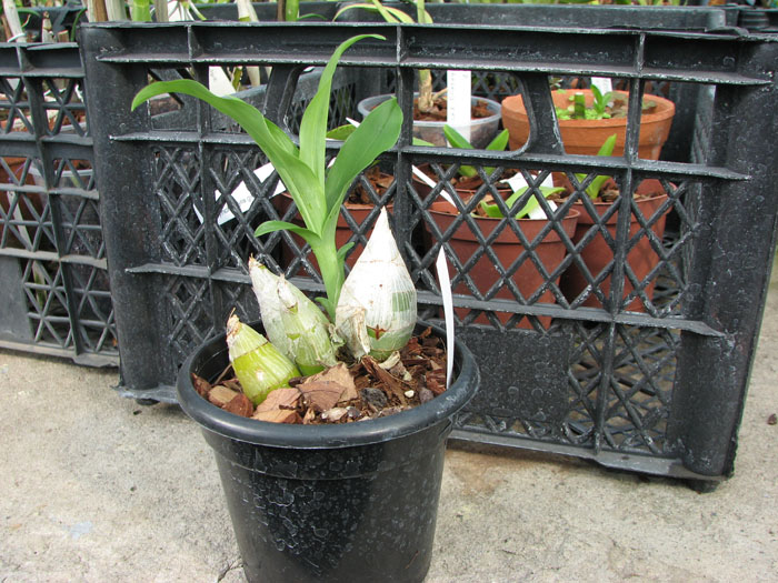 Catasetum pileatum (albo x albo).jpg