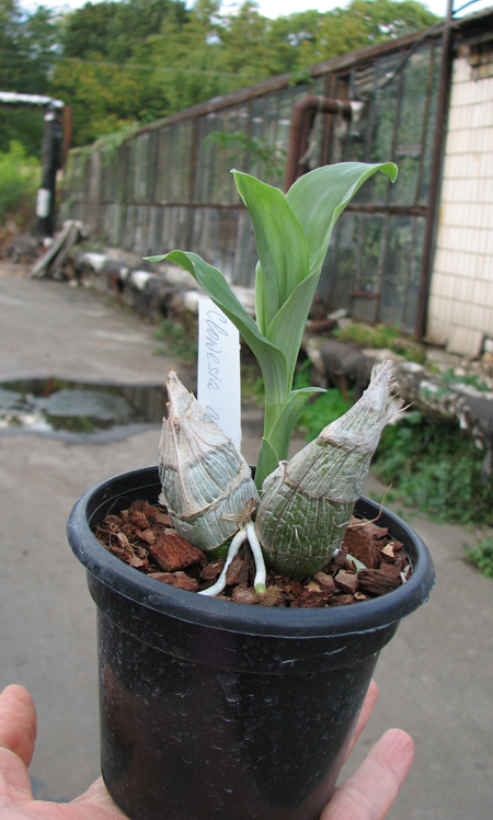 Clowesia amazonica.jpg