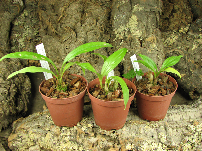 Acacallis cyanea x Paradisanthus micranthus.jpg