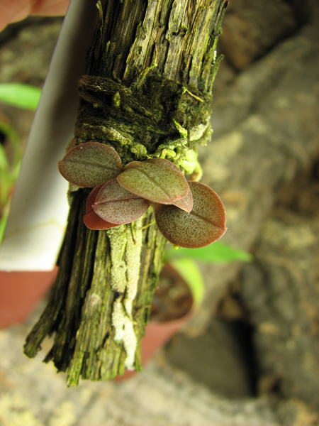 Aerangis punctata.jpg