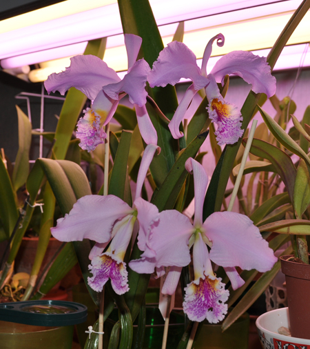 Cattleya White Belle (Cattleya mossiae wagneri x Cattleya White Empress).JPG