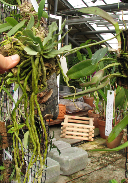 Aerangis somalensis.jpg