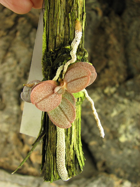 Aerangis punctata.jpg