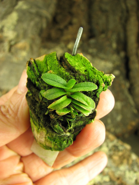 Schoenorchis fragrans.jpg