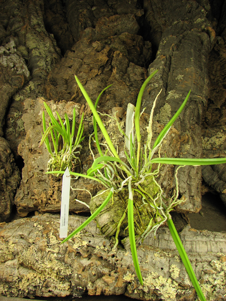 Brassavola nodosa.jpg