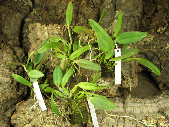 Laelia alaori suave 'Binot' x Cattleya luteola 'Big Star'.jpg