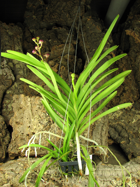 Ascocenda Princess Mikasa Pink.jpg