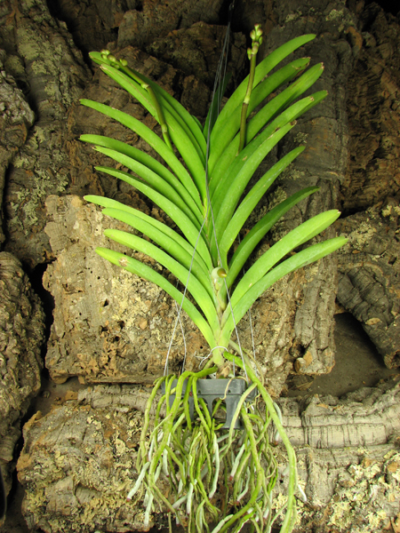 Ascocenda Princess Mikasa Blue.jpg