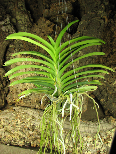 Vanda Somsri Pink x Vanda Golamcos Blue Magic.jpg