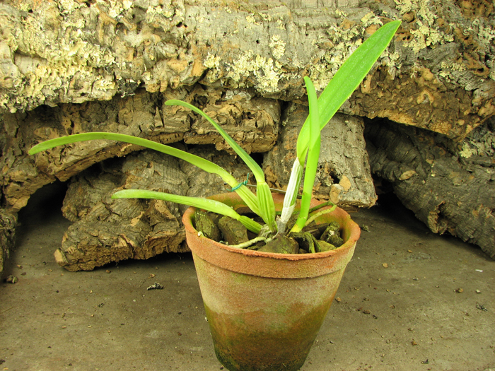 Cattleya labiata amesiana 'São Gabriel' (Z-8) x Cattleya labiata amesiana 'Rei Momo' (Z-43).jpg