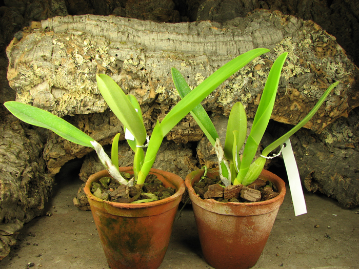 Cattleya labiata amesiana lineata 'AWZ' (Z-8) x Cattleya labiata amesiana lineata 'Pedra Azul'.JPG