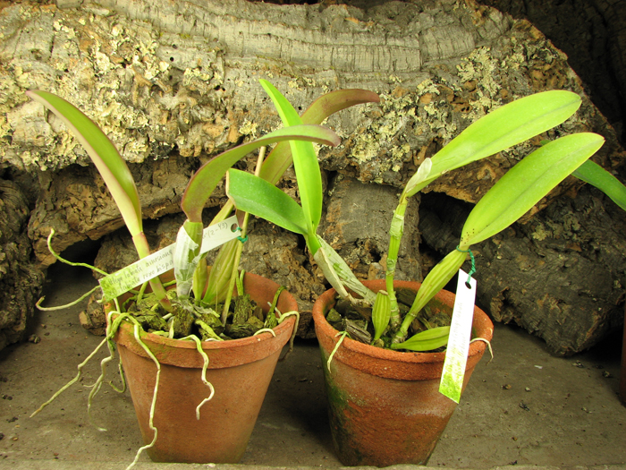 Cattleya labiata amesiana 'Super Star' (Z-43) x Cattleya labiata roxo bispo 'Urbano'.jpg