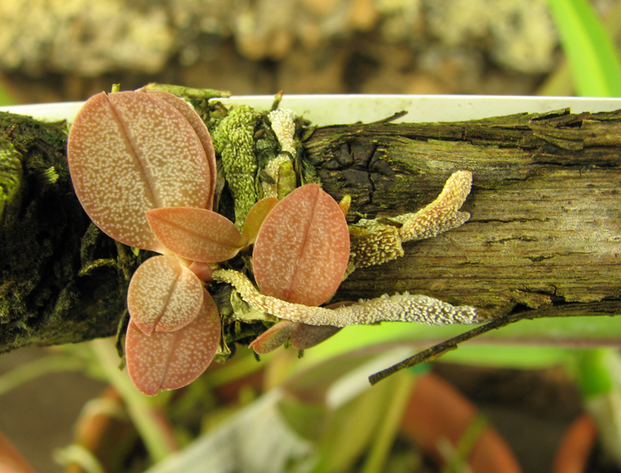 Aerangis punctata.jpg