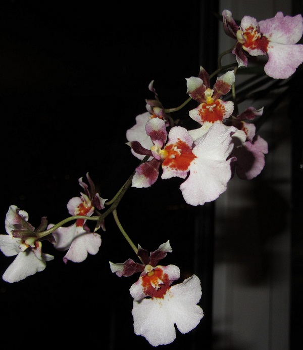 Oncidium Pink Deluxe Maroon Delight