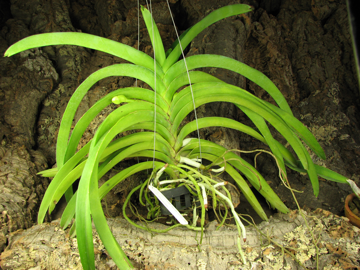 Vanda Rasri Gold x Vanda sanderiana alba x Vanda Thananprai.jpg