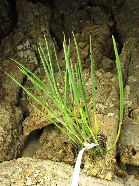 Brassavola perrinii (clump).jpg