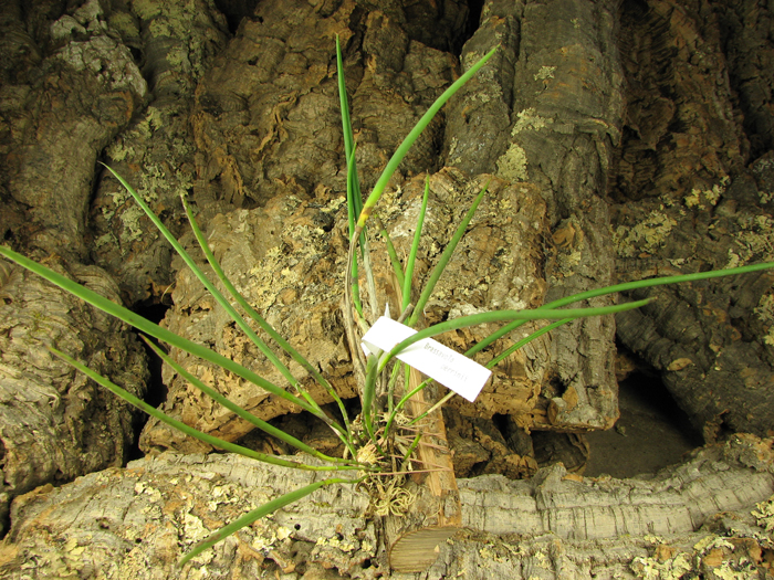 Brassavola perrinii.jpg