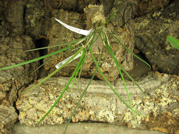 Brassavola flagellaris.jpg