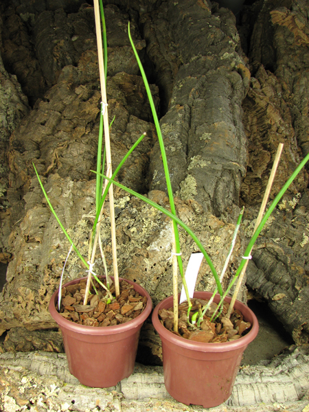 Brassavola cucullata.jpg