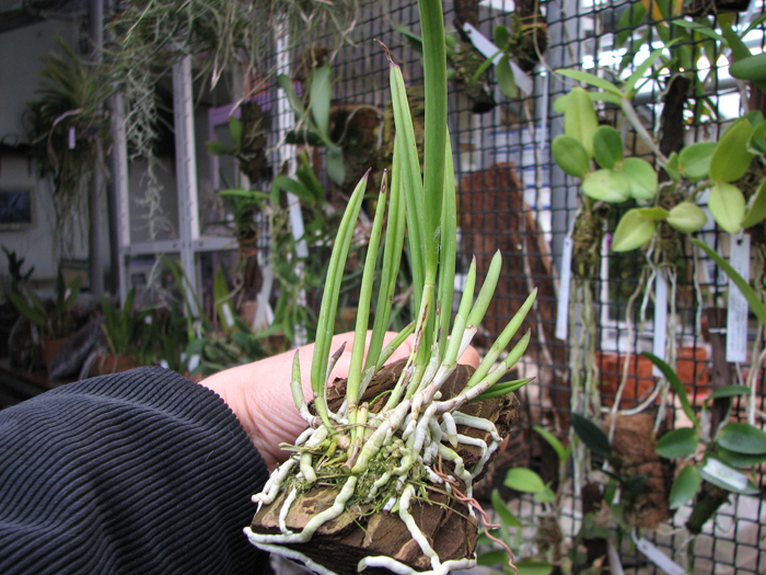 Brassavola nodosa.jpg