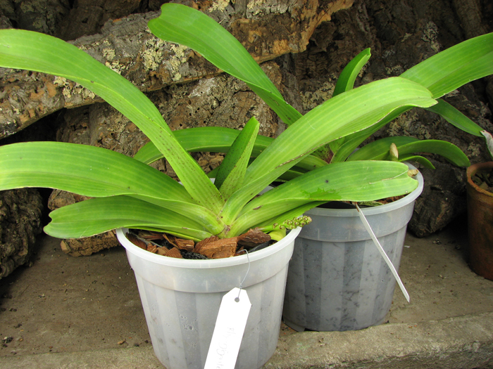 Rhynchostylis gigantea spot.jpg