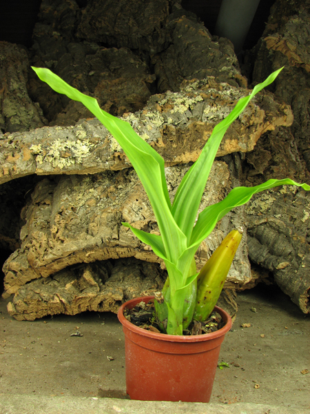 Angulocaste Henriette Collin.jpg