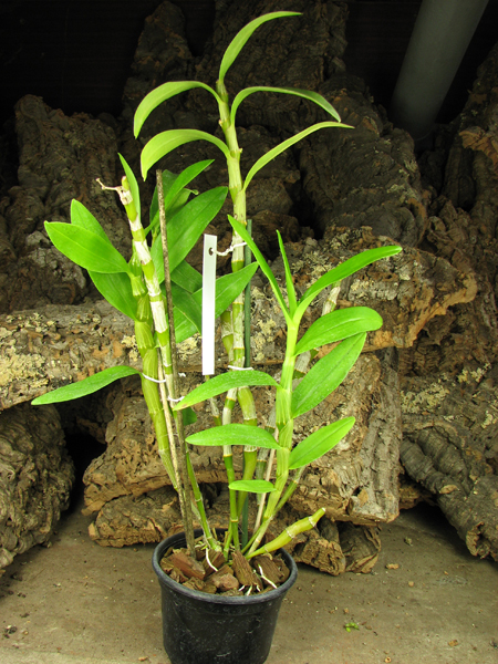 Dendrobium nobile var sanderianum.jpg