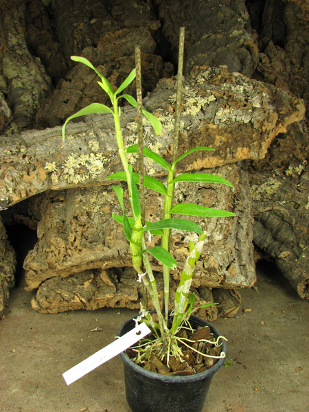 Dendrobium Cassiope.jpg