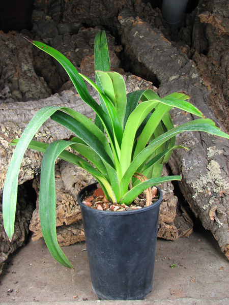 Phragmipedium Peruflora's Saltimbanco (boissierianum x kovachii).jpg