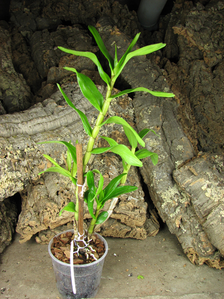 Dendrobium Dawn Marie.jpg