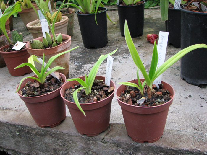 Phragmipedium schlimii.JPG