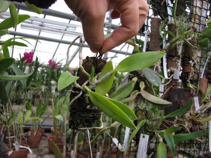 Laelia dayana tipo x self.jpg