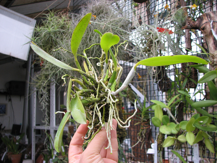 Laelia praestans.jpg