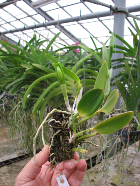 Laelia pumila 'Topazio Vermelho' (Z-71) x Laelia pumila 'Granada'.jpg