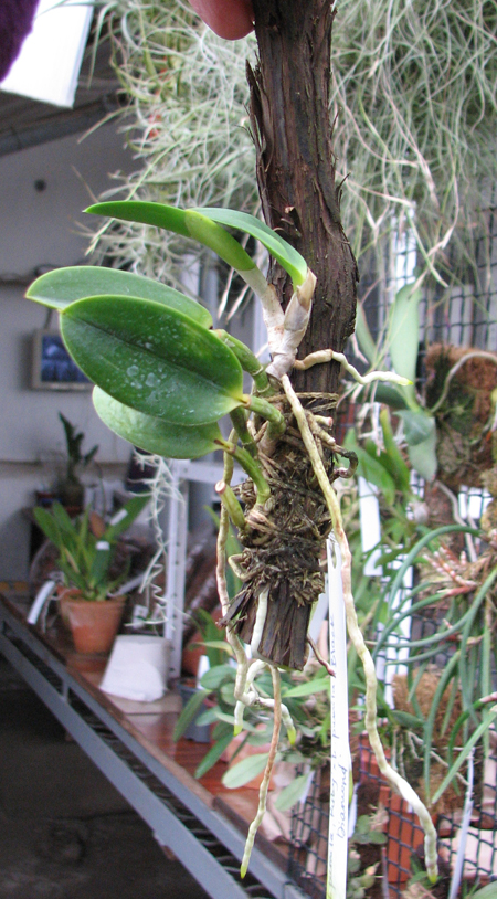 Laelia pumila 'Ruby' (Z-71) x Laelia pumila 'Black Diamond'.jpg