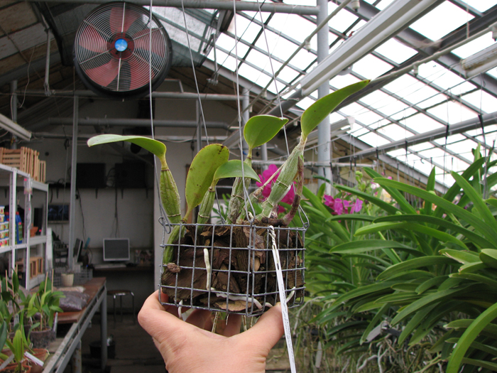 Cattleya walkeriana var princeps.jpg