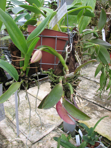 Laelia alaori escura II x Laelia alaori escura I.jpg