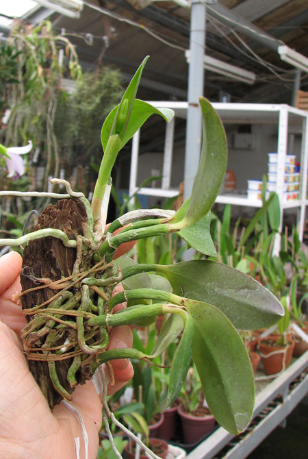 Laelia alaori escura II x Laelia alaori escura I.jpg